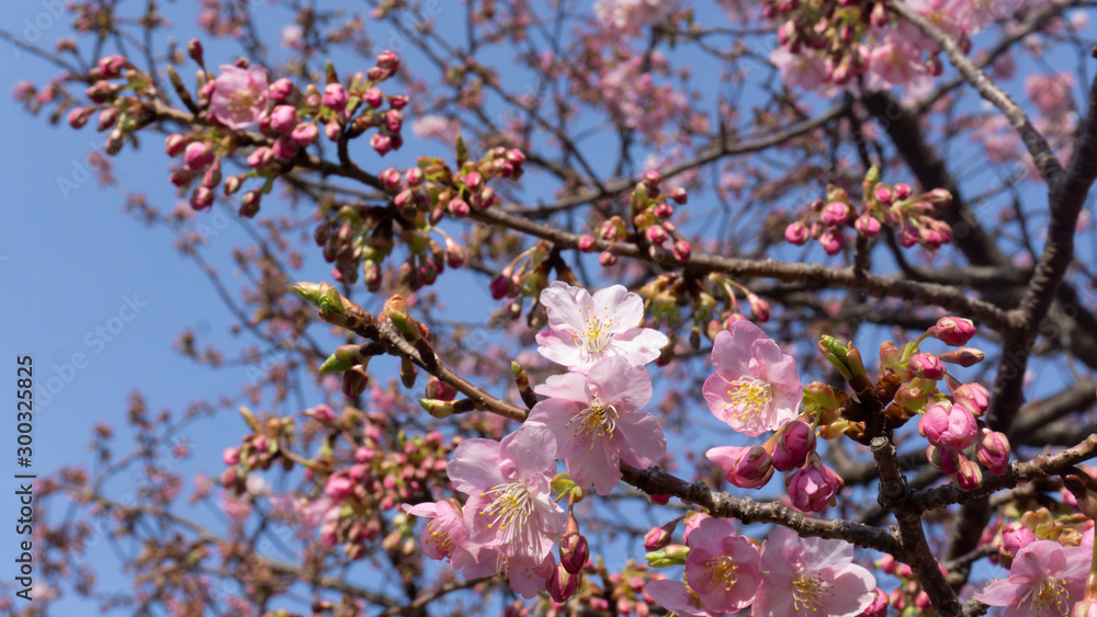 Obraz premium Beautiful sakura flower (cherry blossom) in spring with bokeh background. Sakura tree in the sunlight on the evening of February at Kawazu river Japan.