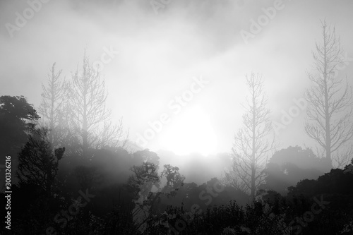 silhouetted  trees and  fog in the morning,concept of scary crime scene of horror or thriller movies,Halloween theme