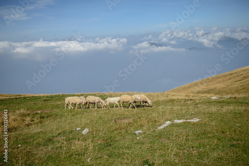Herd of sheep grazing on the plateau of Monte Baldo above Lake Garda (Lago di Garda or Lago Benaco), Malcesine, Lombardy, Italy.