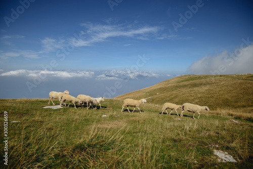 Herd of sheep grazing on the plateau of Monte Baldo above Lake Garda (Lago di Garda or Lago Benaco), Malcesine, Lombardy, Italy.