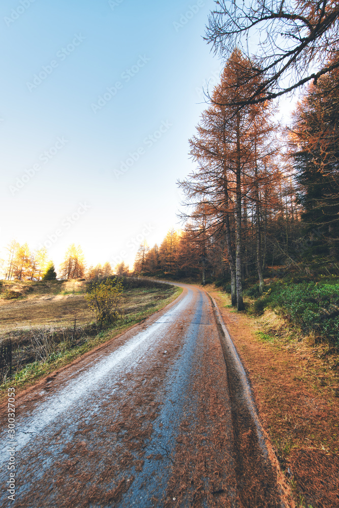 Fototapeta premium Small mountain road with autumn colors and pine needles on the ground
