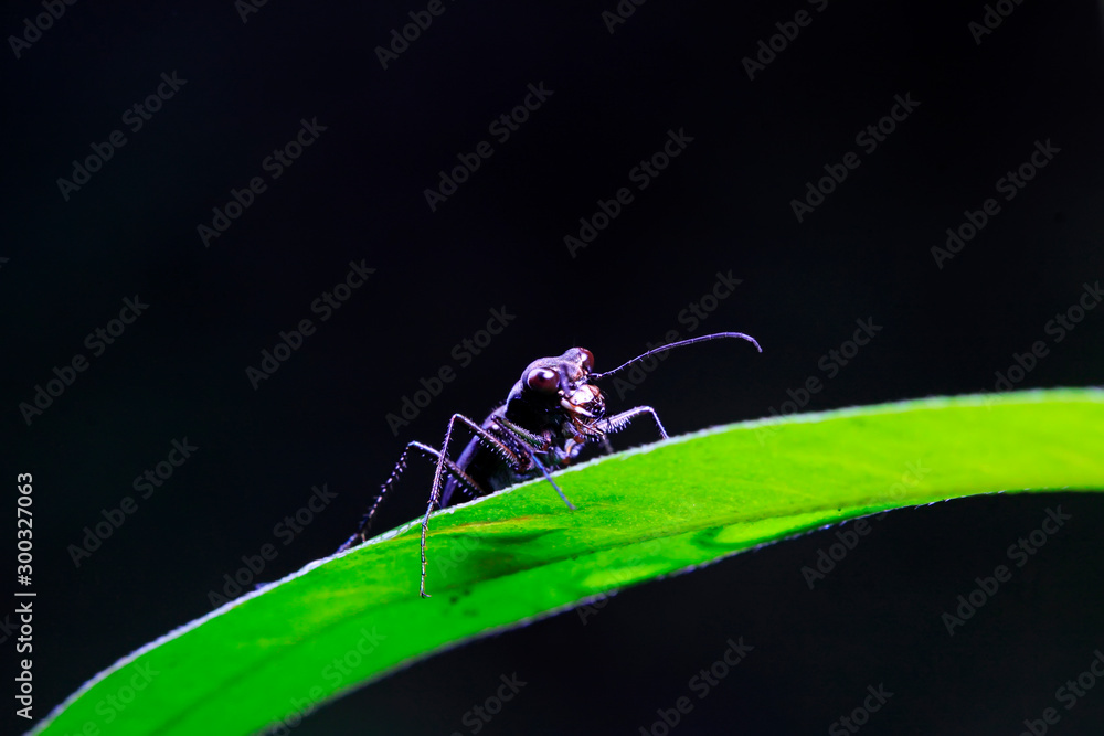 Cicindela kaleea Cicindela kaleea
