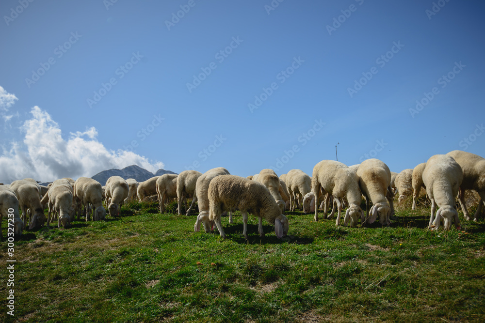 Obraz premium Herd of sheep grazing on the plateau of Monte Baldo above Lake Garda (Lago di Garda or Lago Benaco), Malcesine, Lombardy, Italy.