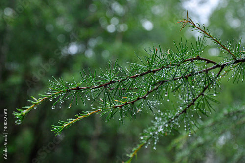 larch branch with drops of water after rain