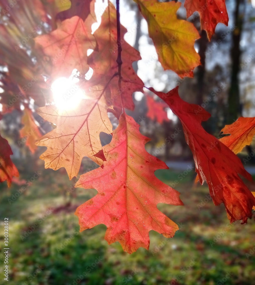 Fototapeta premium maple leaves in autumn