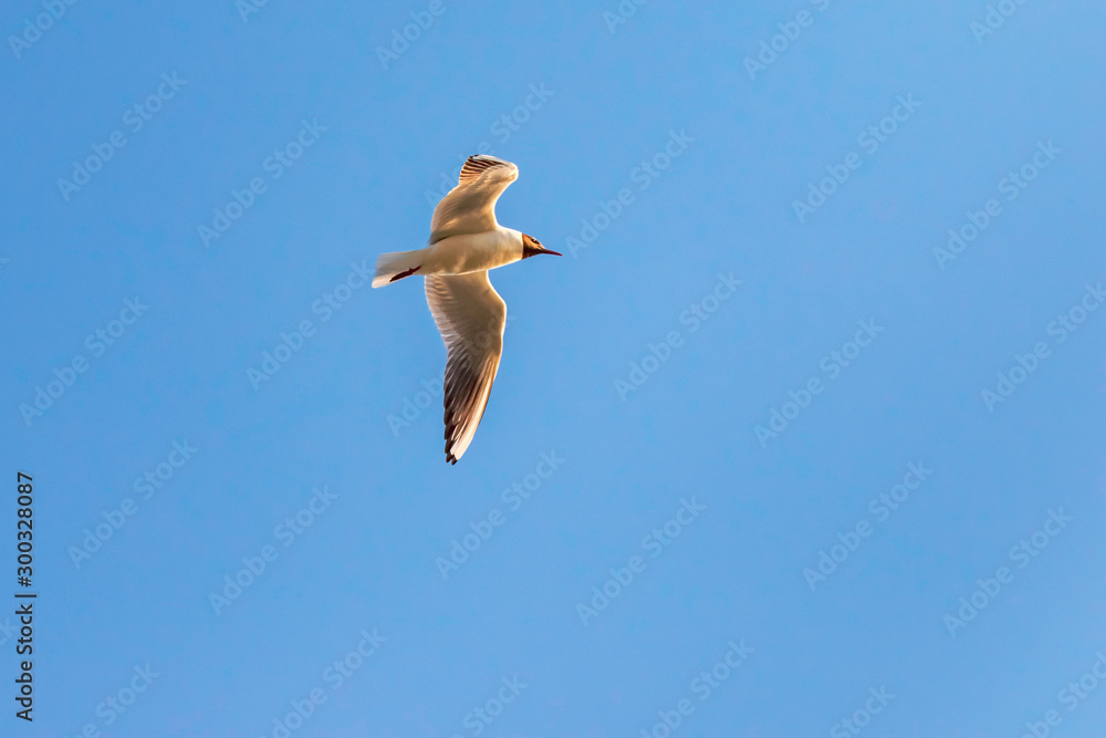 Obraz premium Black Headed Gull in flight as it watches for a meal in the Finnish Archipelago.