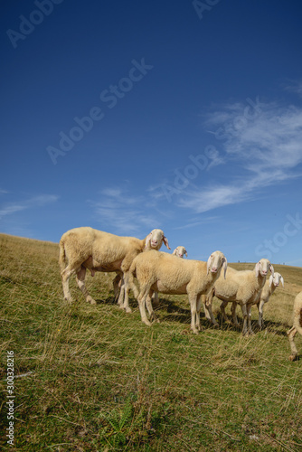 Herd of sheep grazing on the plateau of Monte Baldo above Lake Garda (Lago di Garda or Lago Benaco), Malcesine, Lombardy, Italy.