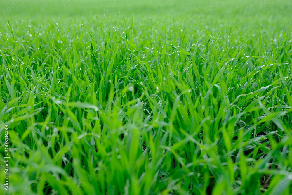 Close up of fresh thick grass with water drops in the early morning