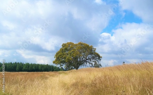 TREE IN THE FIELD