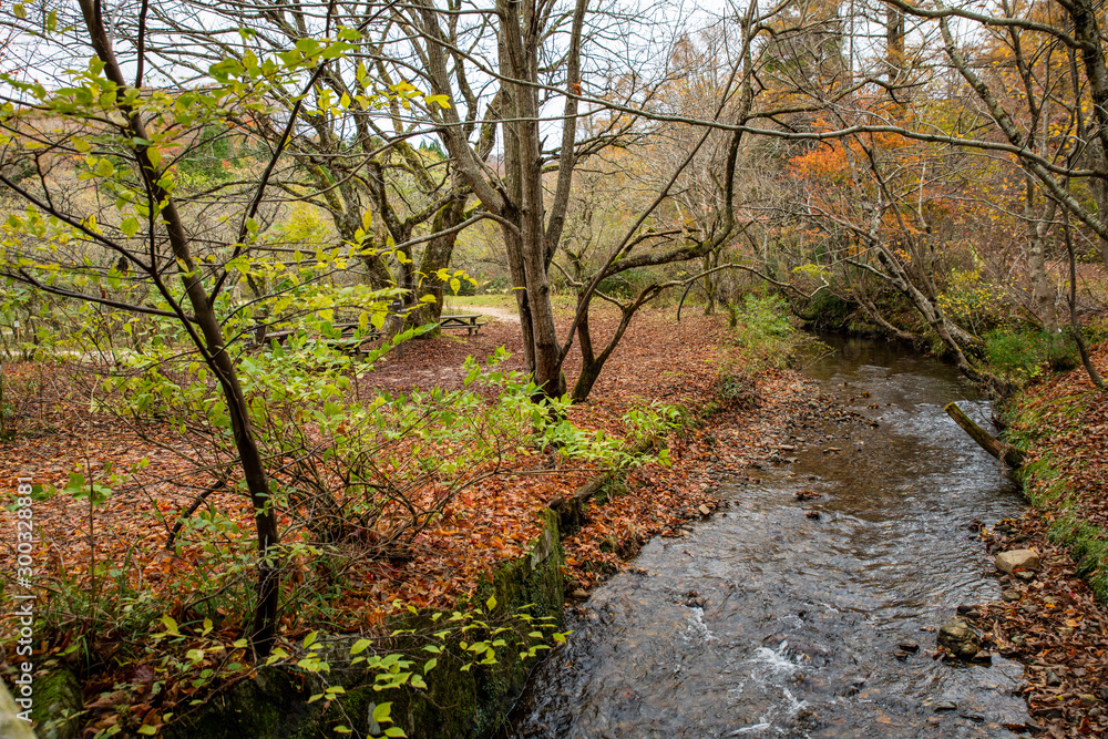 Fototapeta premium 岡山県 岡山森林公園 紅葉