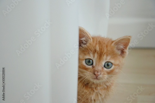 Cute, little ginger red baby cat with blue eyes. Fluffy redhead kitten looks courious from behind a white curtain. Selective focus photo