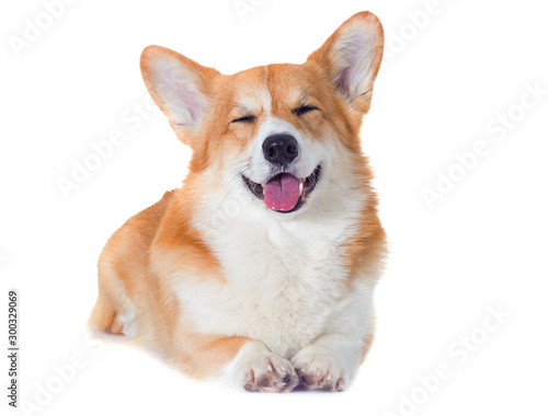 Stampa su tela welsh corgi dog smiling on a white background