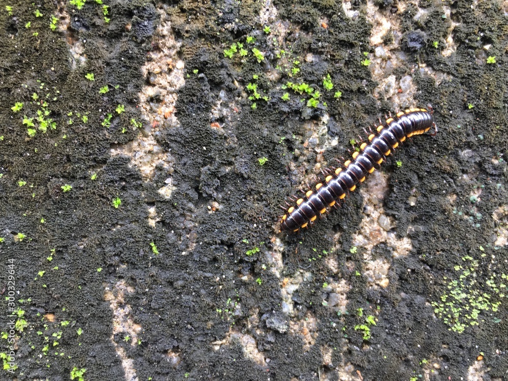 Harpaphe haydeniana commonly known as the yellowspotted millipede or