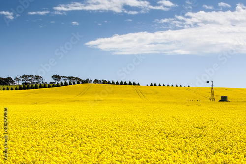 Canola Fields Near Creswick in Victoria Australia