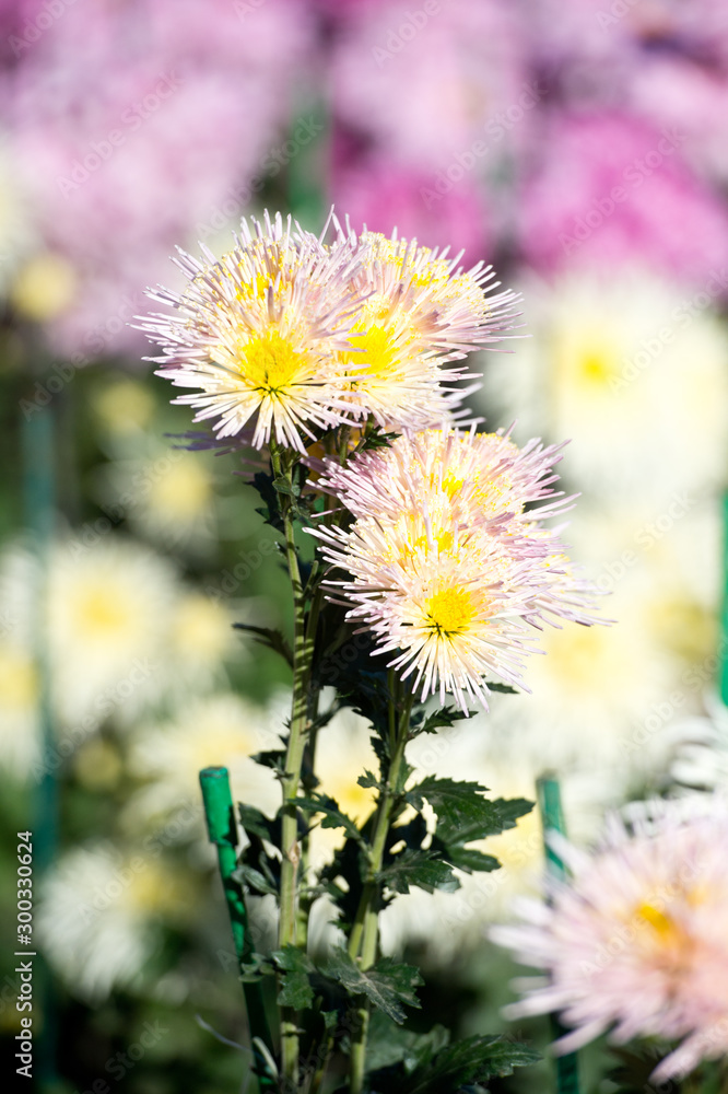 Beautiful Chrysanthemums in garden. Flowers as background picture. Chrysanthemum wallpaper. Japanese style. Autumn garden of chrysanthemums. Beautiful Chrysanthemums in garden. Flowers as background picture. Chrysanthemum wallpaper. Japanese style. Autumn garden of chrysanthemums.
