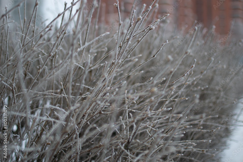 Frozes branches after freezing rain Frozes branches after freezing rain