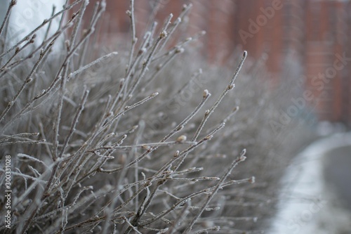 Frozes branches after freezing rain photo