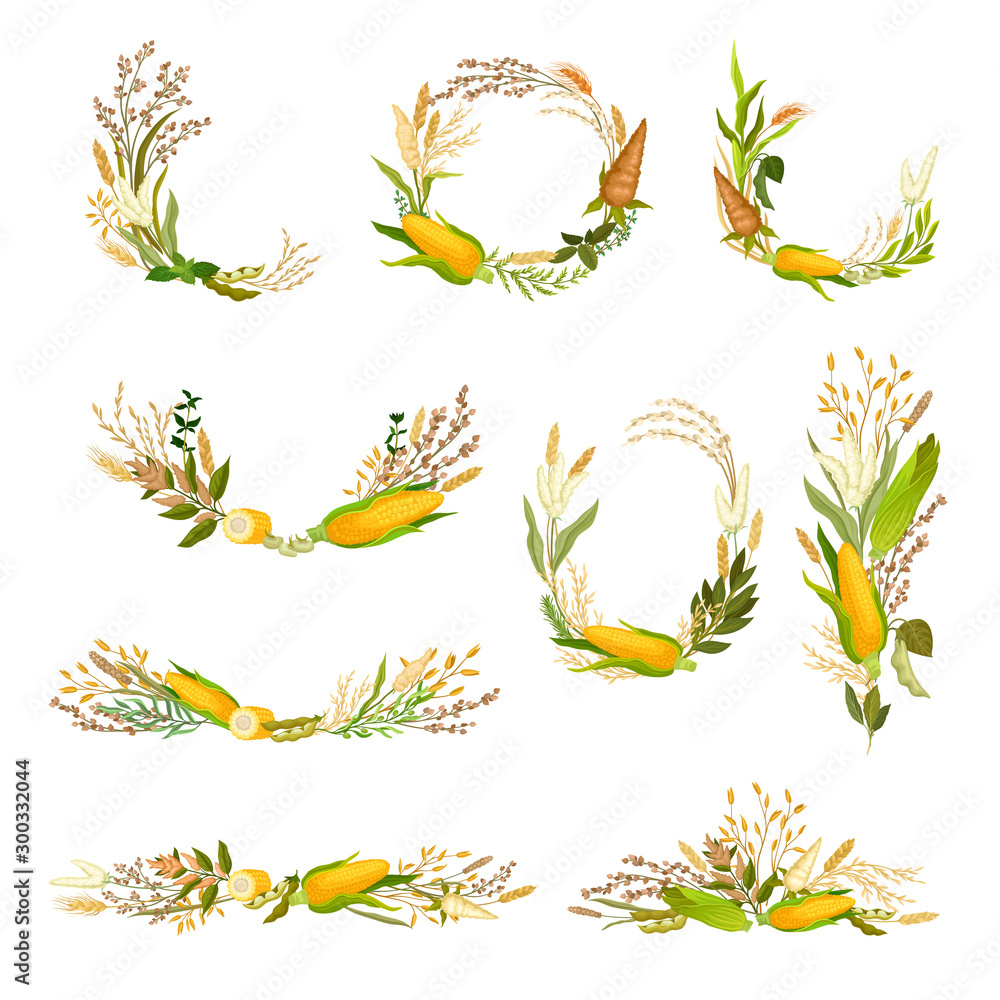 Set of compositions from ears and ears of corn. Vector illustration. Set of compositions from ears and ears of corn. Vector illustration.