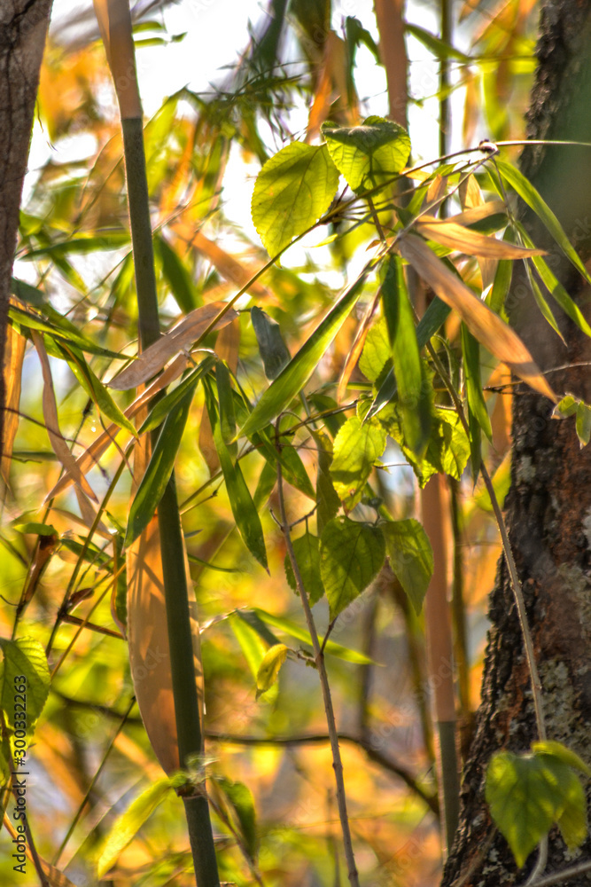 Fototapeta premium Green leaves with sun filtering through