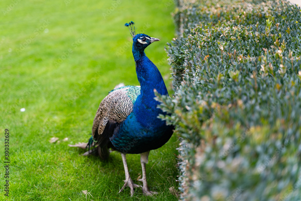 Obraz premium portrait of blue peacock on a background of green grass