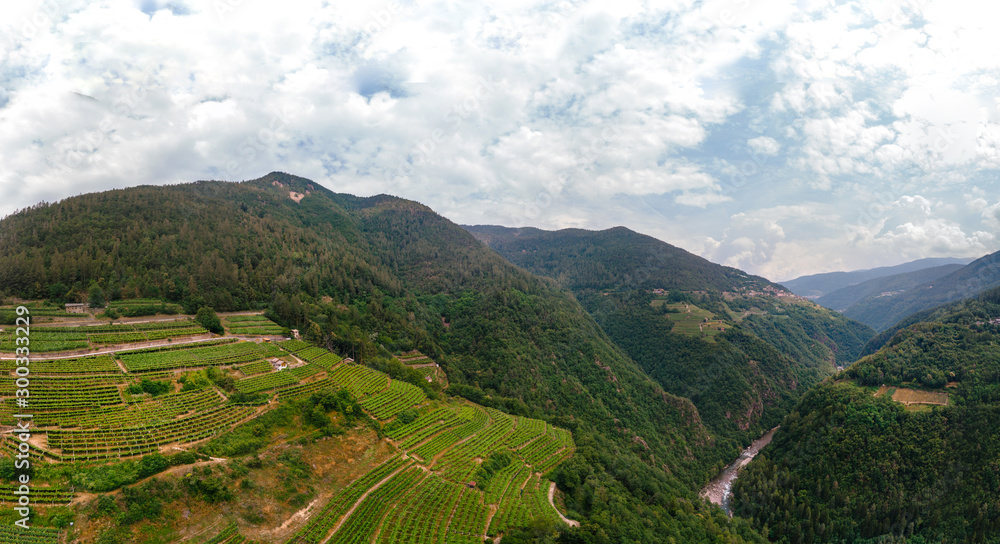 Wide aerial view of the alpine vineyards on a summer day. flat rows of fields, small village of Faver, famous for wine production. Italian Alps, Trento Province, Trentino Alto Adige, Italy, Europe