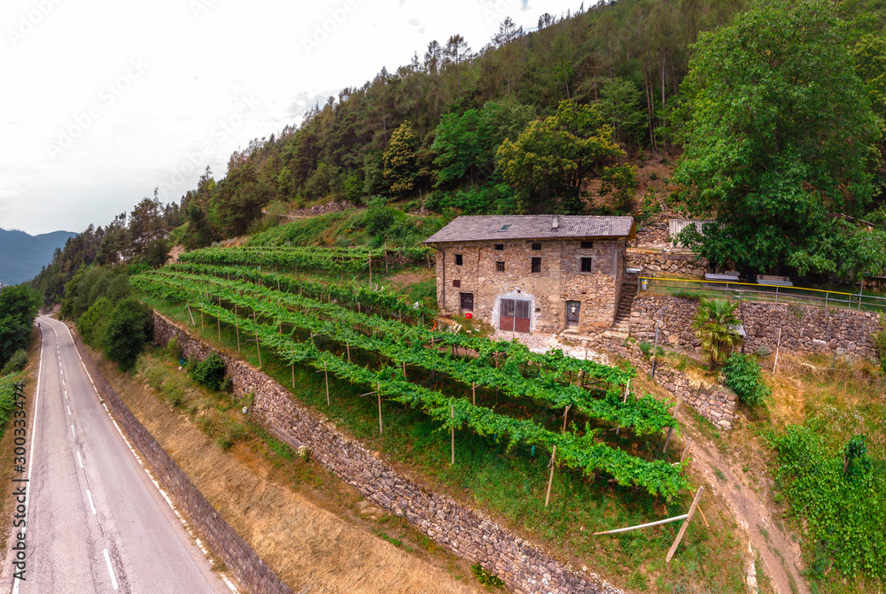 Road near the alpine vineyards on a summer day. flat rows of fields, farms, small village of Faver, famous for wine production. Italian Alps, Trento Province, Trentino Alto Adige, Italy, Europe