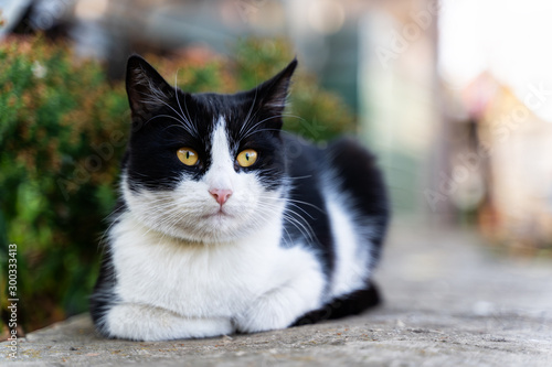 portrait of a black and white cat resting on the pavement