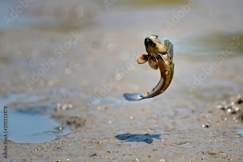 Tableau sur toile close up Mudskipper jump