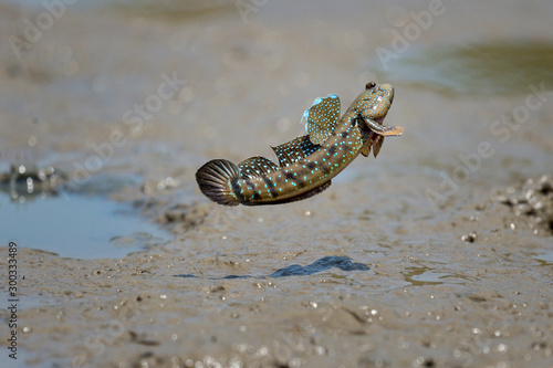 close up Mudskipper jump