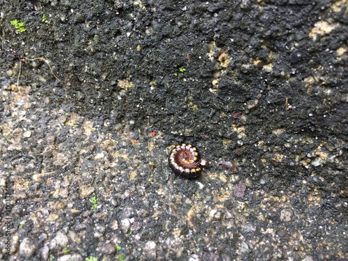 Harpaphe haydeniana commonly known as the yellow-spotted millipede or even as  night train millipede 