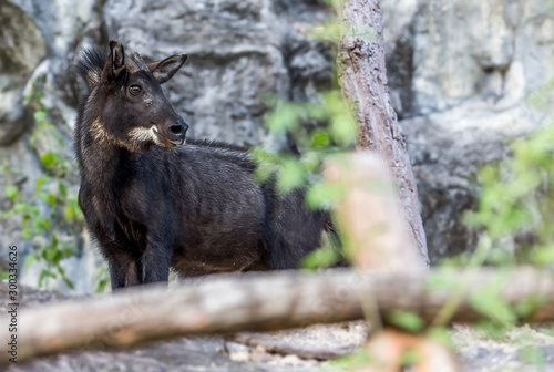A male chamois lying on the edge of a rock Are using the nose to smell and the earphones. Because the eyes are hard to see, the chamois is an endangered species reserve .. Must preserve © TAM
