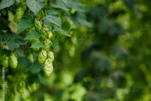 Fotografie Bunch of hop cones on a vine at hops yard.