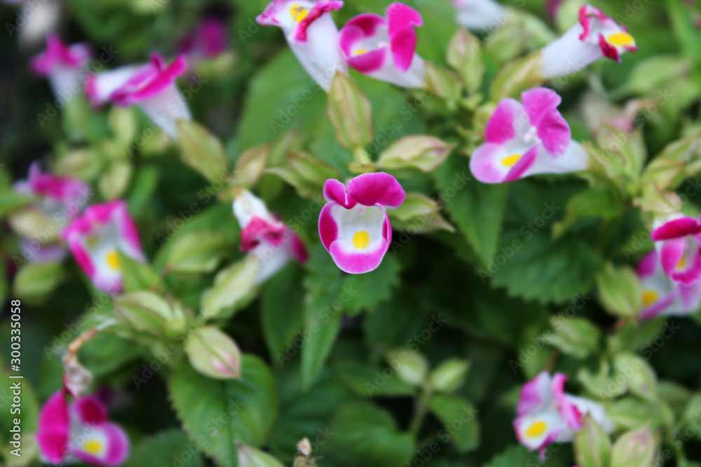 flower flower