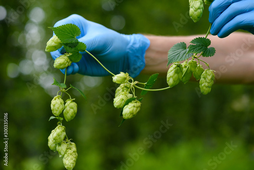 Canvas-taulu Hops cones branch in scientist hand on hop yard