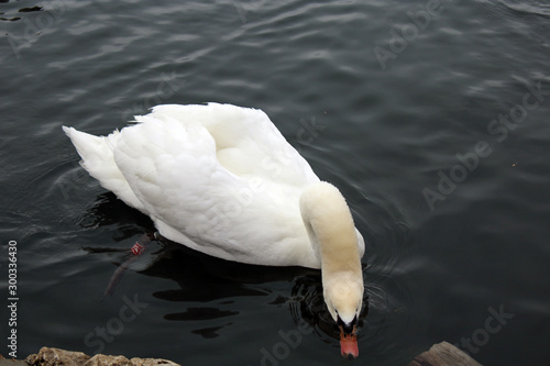 Cigno con il becco immerso nell'acqua photo