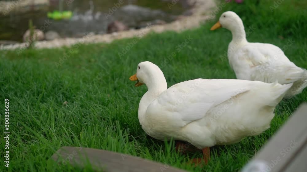 Goose walking in a garden at countryside Goose walking in a garden at countryside