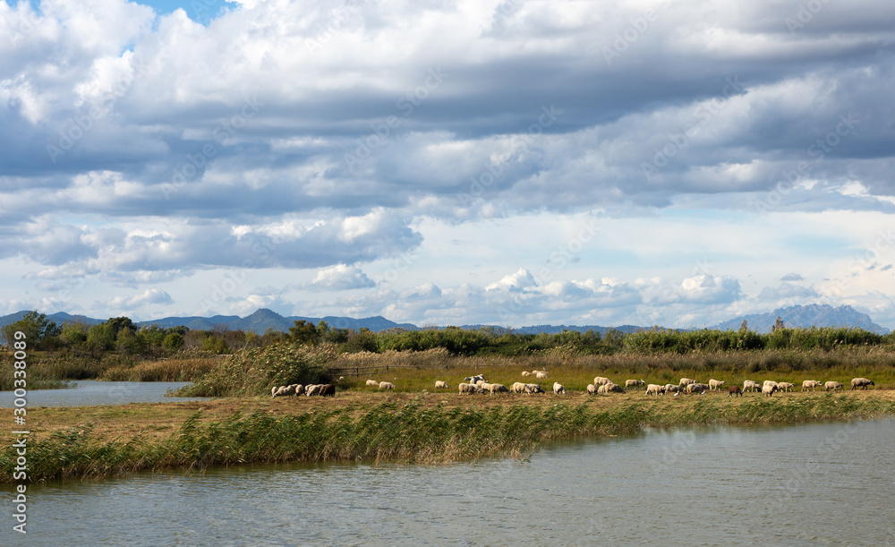 View of Delte of LLobregat, sheep grazing beside the pond View of Delte of LLobregat, sheep grazing beside the pond