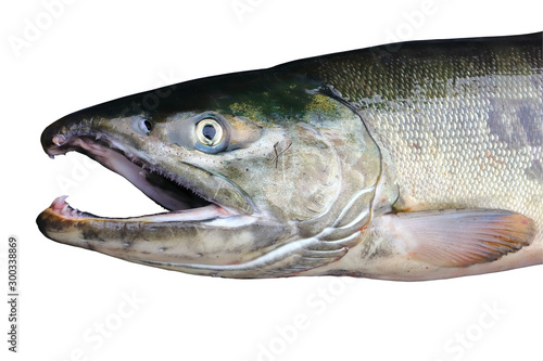 Chum salmon Oncorhynchus keta isolated on white background. Alive delicious salmon fish. Closeup portrait of salmon head.