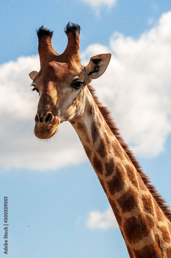 Fototapeta premium Giraffe, head only, blue sky, up close