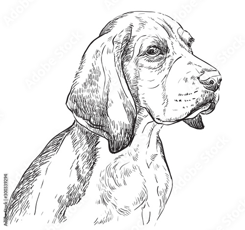 Beagle vector hand drawing portrait