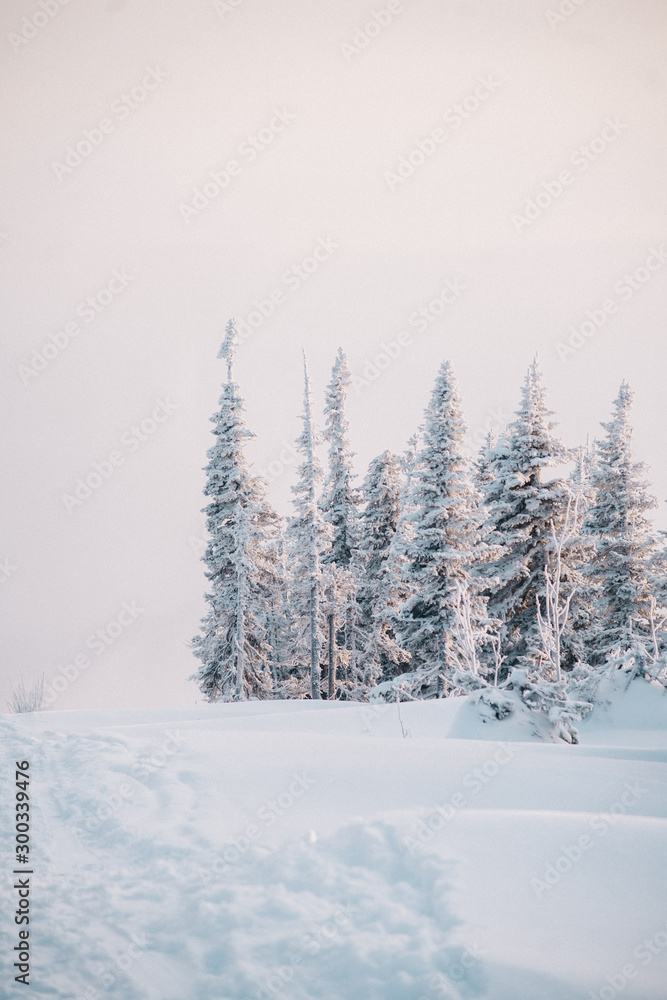 Winter snowy forest and mountains