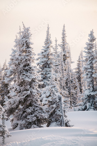 Winter snowy forest and mountains