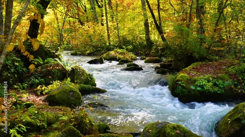 Beautiful autumn view of Oirase mountain stream with the falling leaves and colorful foliage along the Oirase Stream Walking Trail at Oirase Gorge in Aomori, Japan.