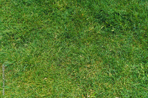 green grass at yard