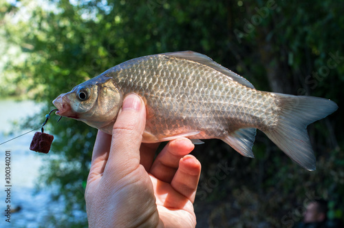 caught crucian in the hand of a fisherman