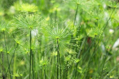 Cyperus family with fibrous leaves. Green papyrus in the lake. 