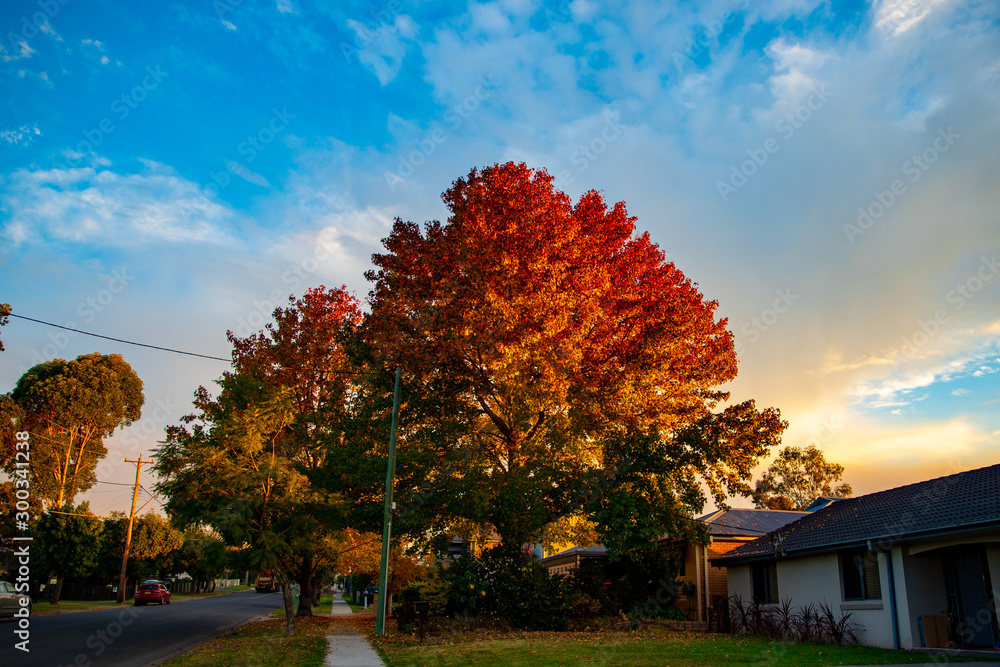 Multi-colour tree in autumn
