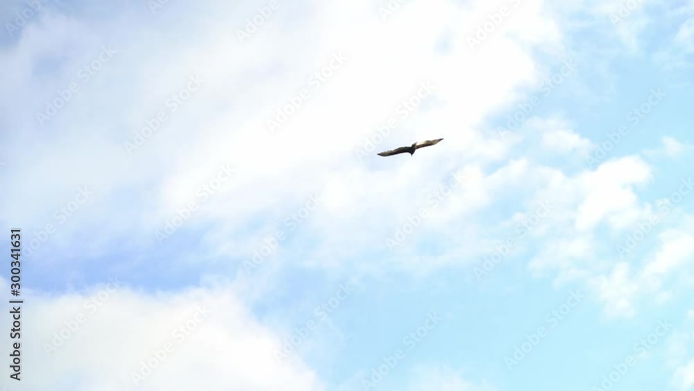 Turkey Vultures Buzzards soaring over Sanibel Causeway Turkey Vultures Buzzards soaring over Sanibel Causeway
