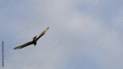 Turkey Vultures Buzzards soaring over Sanibel Causeway