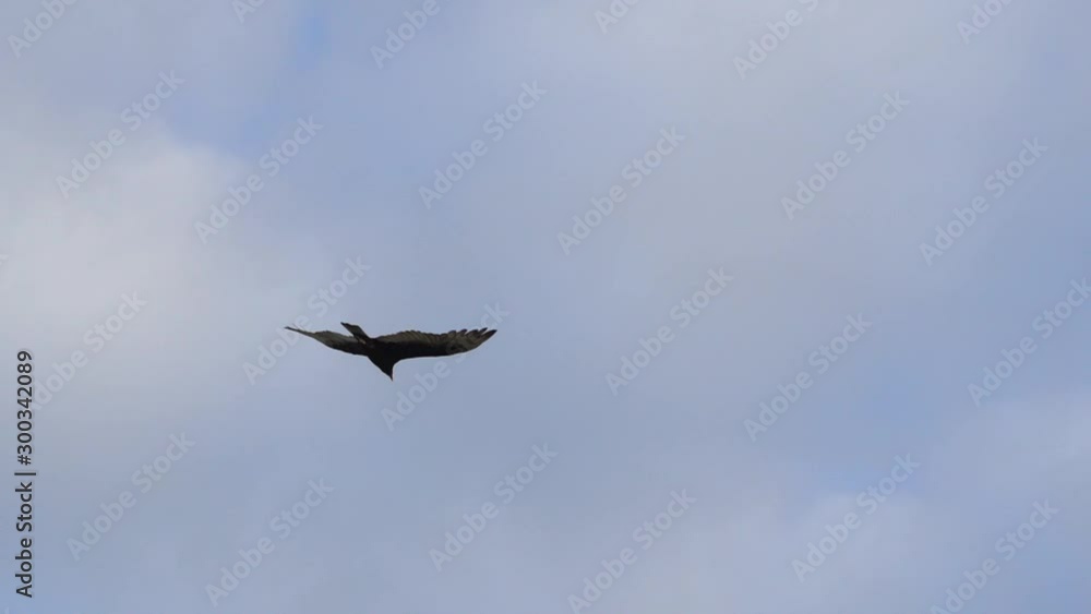 Turkey Vultures Buzzards soaring over Sanibel Causeway Turkey Vultures Buzzards soaring over Sanibel Causeway